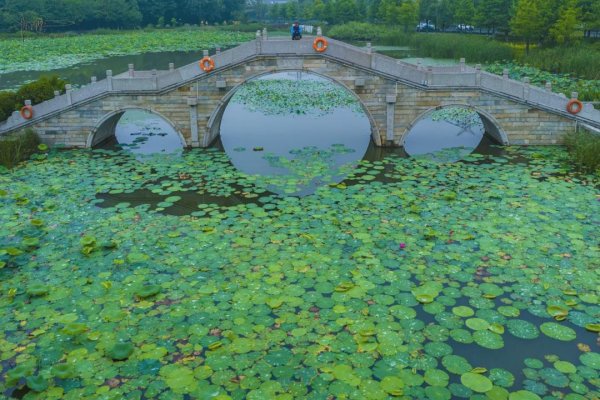 财富牛 杭州燕子湖公园的荷花别样红，虽马路边却小径通幽，堪称休闲秘境
